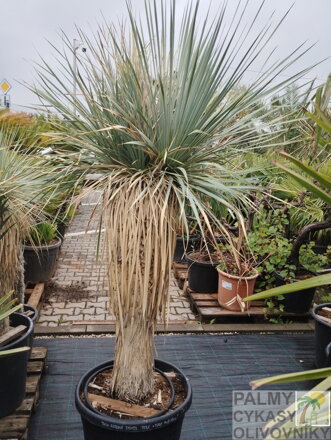 Yucca Rostrata Multikmeň  výška 180 - 210cm, kmeň 60 - 80cm