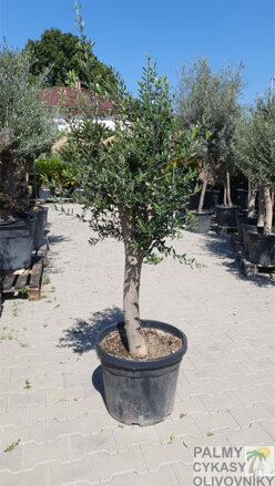 Olivovník európsky JOVEN 30/35 160-180cm