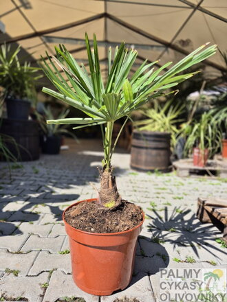 Trachycarpus Fortunei semenáč  kmeň do 20cm 