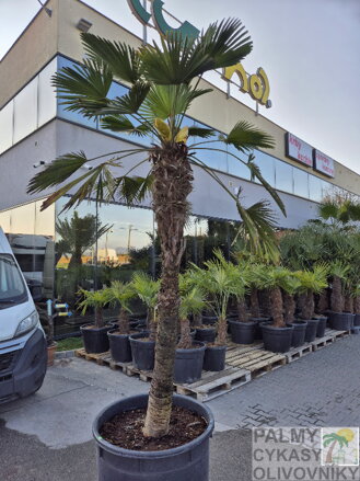 Trachycarpus wagnerianus kmeň 165cm výška celkom 230-250cm