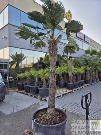 Trachycarpus wagnerianus kmeň 180cm výška celkom 245-265cm