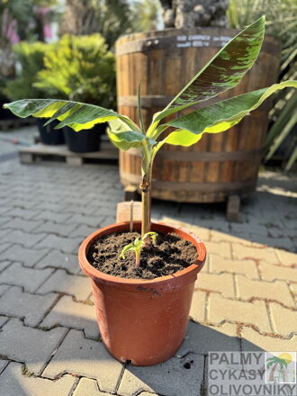 Banánovník Musa Acuminata  60-80cm