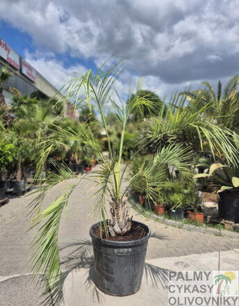 Butia Capitata výška kmeňa 40-50cm
