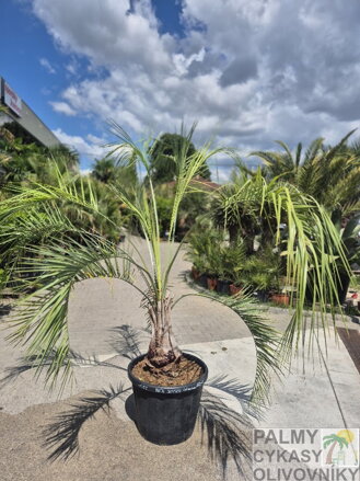 Butia Capitata