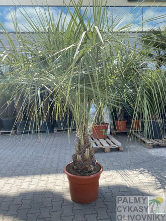 Butia Capitata výška kmeňa 20-50cm