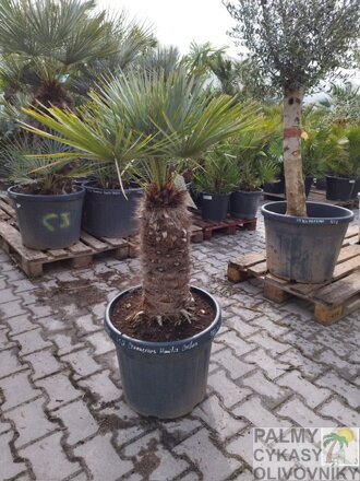Chamaerops Humilis cerifera výška 130-150cm 45 litrov