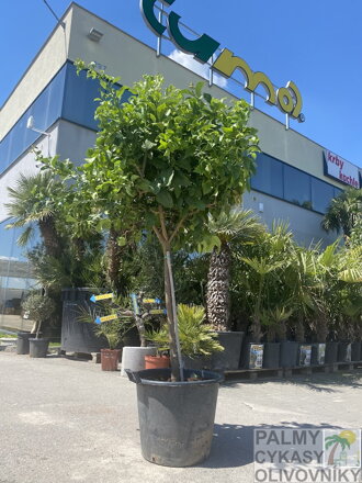 Citrus limon - citrónovník 50L