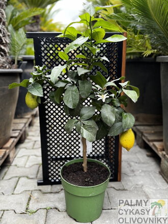 Citrus Limon citrón