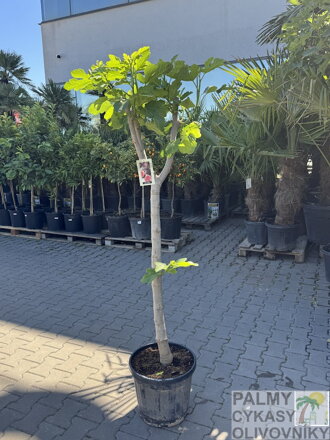 Ficus Carica Napolitaine Negra 150-170cm, Kmeň 16-18cm