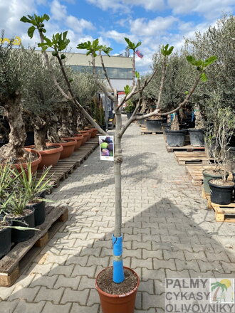 Ficus carica figovník 12L