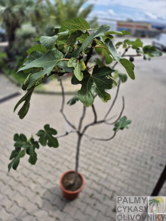Ficus carica figovník 25L