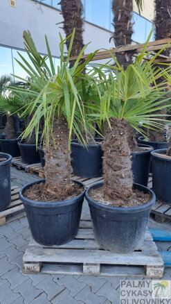 Trachycarpus Fortunei Galícia Lugo hrubé kmene výška 60-80cm