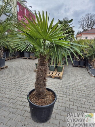 Trachycarpus Fortunei Galícia Lugo hrubé kmene výška 80-100cm