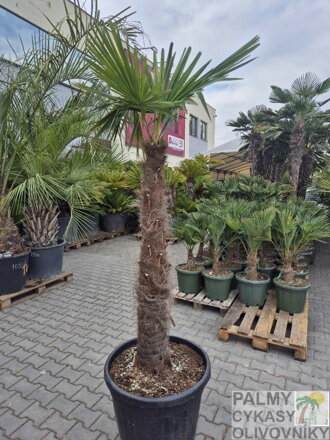 Trachycarpus Fortunei Galícia Lugo hrubé kmene výška 140-160cm
