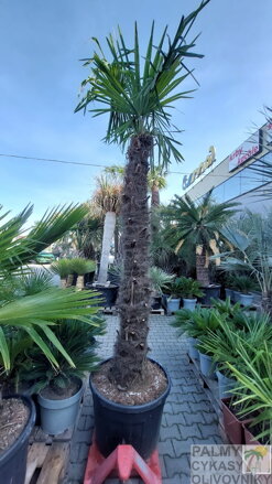 Trachycarpus Fortunei Galícia Lugo hrubé kmene výška 180-220cm