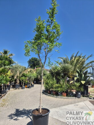 Punica granatum granátové jablko kmeň obvod 12-15 cm