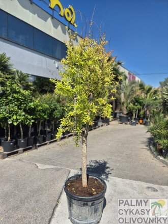 Punica granatum granátové jablko kmeň obvod 20 cm