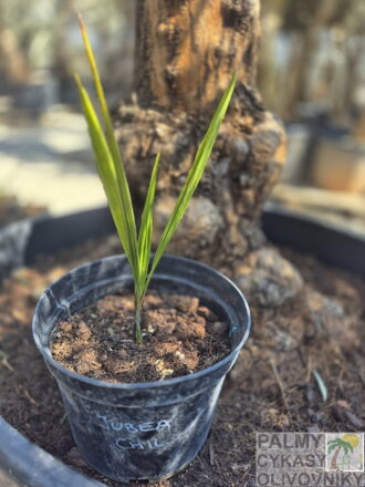 Jubaea Chilensis semenáč 4-5Lt.