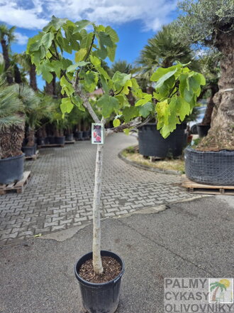 Ficus carica napolitaine figovník 