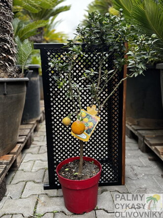 Citrus Myrtifolia pomaranč (Chinotto)