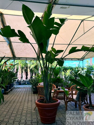 Strelitzia Nicolai výška 200-250cm