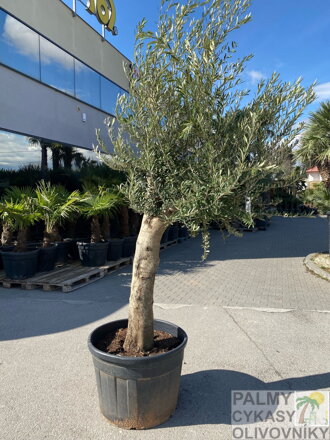 Olivovník európsky Bonsai, kmeň 50/60 cm