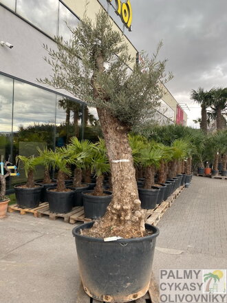 Olivovník európsky Bonsai 175/200 cm, kmeň 60/80 cm