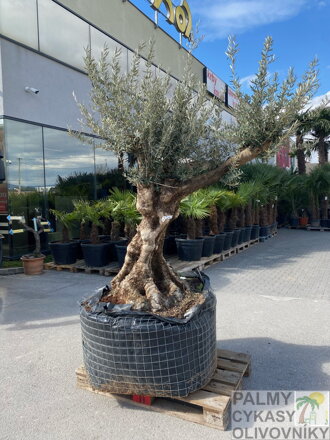 Olivovník európsky Bonsai 200-250 cm, kmeň 80/100 cm