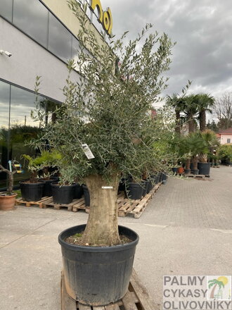 Olivovník európsky Bonsai 160-180 cm, kmeň 80/100 cm