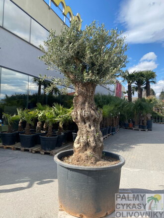 Olivovník európsky Bonsai 270-340 cm, kmeň 80/100 cm
