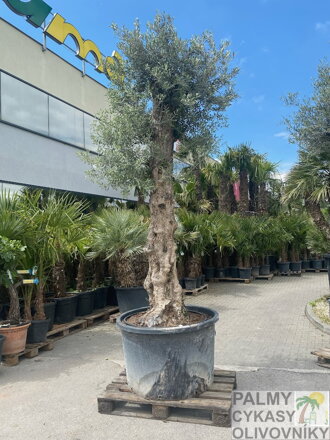 Olivovník európsky Bonsai perimeter 80-90cm