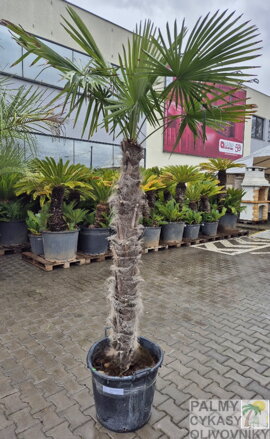 Trachycarpus Fortunei kmeň 140-160cm, 300-350cm výška