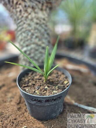 Sabal Palmetto semenáč 2Lt.