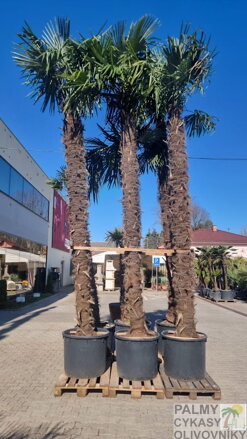 Trachycarpus Fortunei Galícia Lugo hrubé kmene výška 370-430cm
