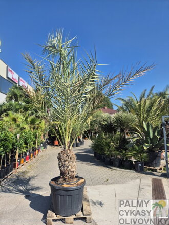 Phoenix Dactylifera 40-50cm