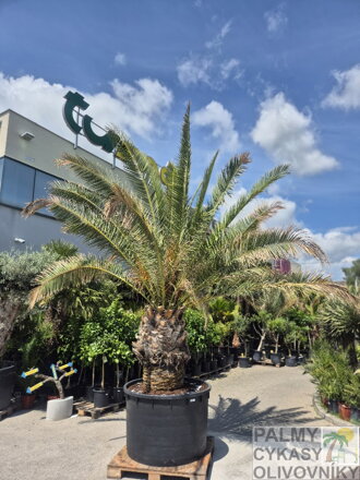 Phoenix Canariensis 