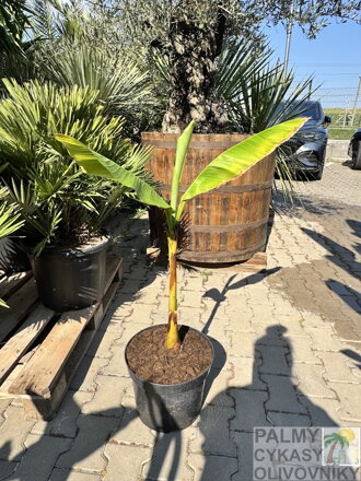 Banánovník Musa Basjoo  80-110cm