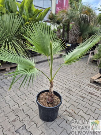 Washingtonia Robusta 120 - 140 cm