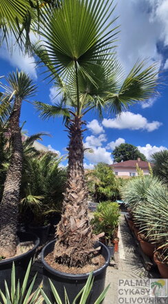 Washingtonia Robusta 