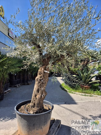 Olivovník európsky Bonsai výška 175-200cm
