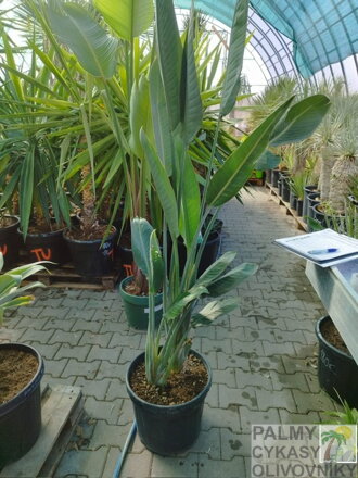 Strelitzia Reginae - strelícia kráľovská 120-160cm 30L