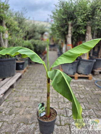 Banánovník Musa Basjoo  80-110cm