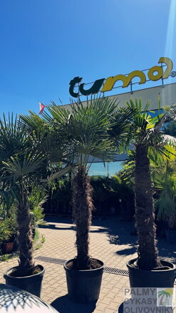 Trachycarpus Fortunei I. trieda ES 2,40m