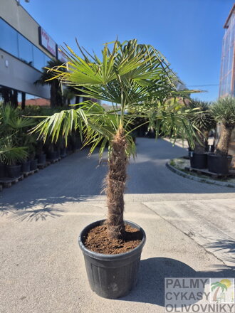 Trachycarpus Fortunei Galícia Lugo hrubé kmene výška 190-200 cm kmeň 100 cm