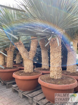 Yucca Rostrata Medusa 150-175cm