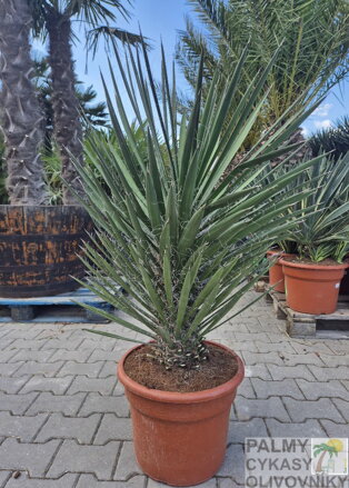 Yucca Filifera 100-125cm
