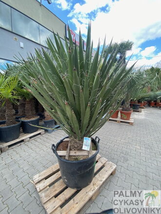Yucca Faxoniana 
