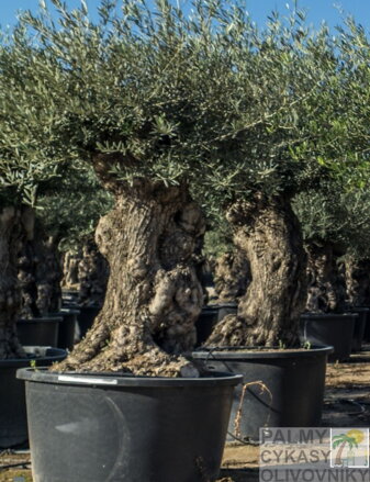 Olivovník európsky Bonsai 140/160