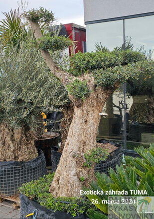 Olivovník európsky Tumbado PON PON perimeter 100-120cm
