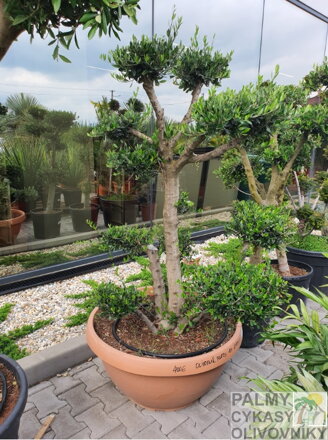 Olivovník európsky Platos 180cm, kmeň ∅ 25/30 cm